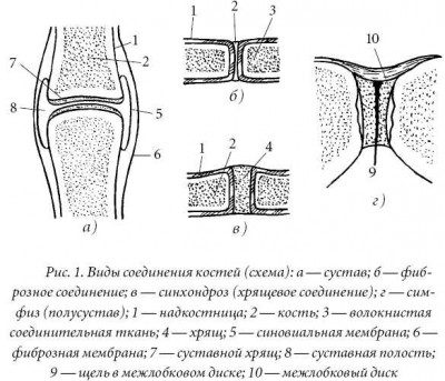 Скачать Лечение спины и суставов. Лучшие рецепты народной медицины от А до Я